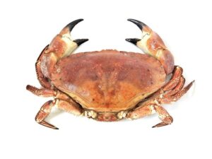 Cornish Crab (Whole)